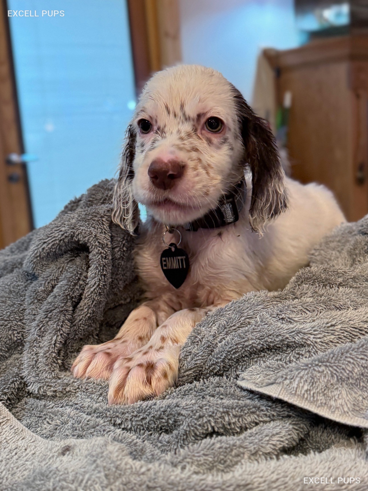 Emmitt - English Setter puppy